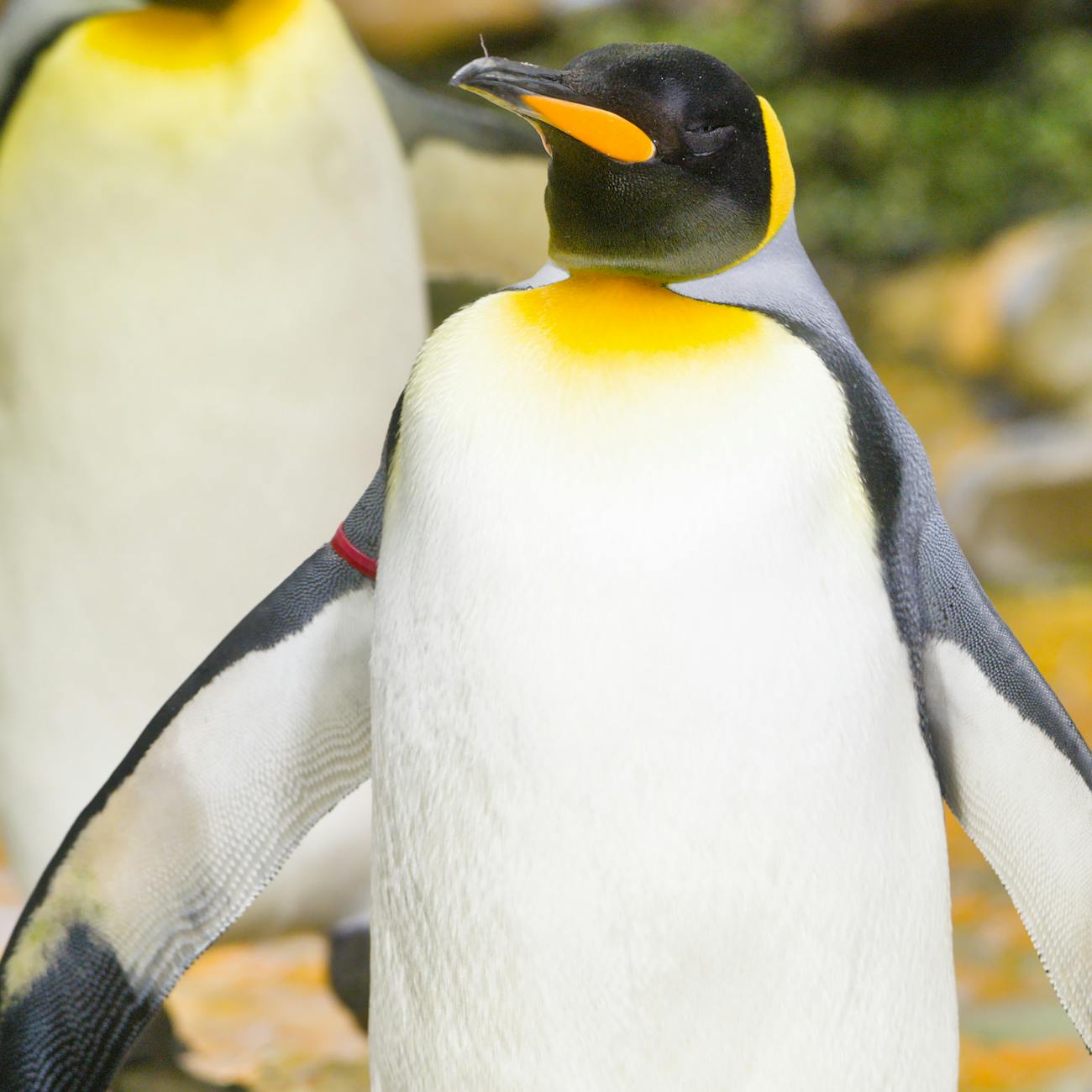 Penguin Conservation and Management