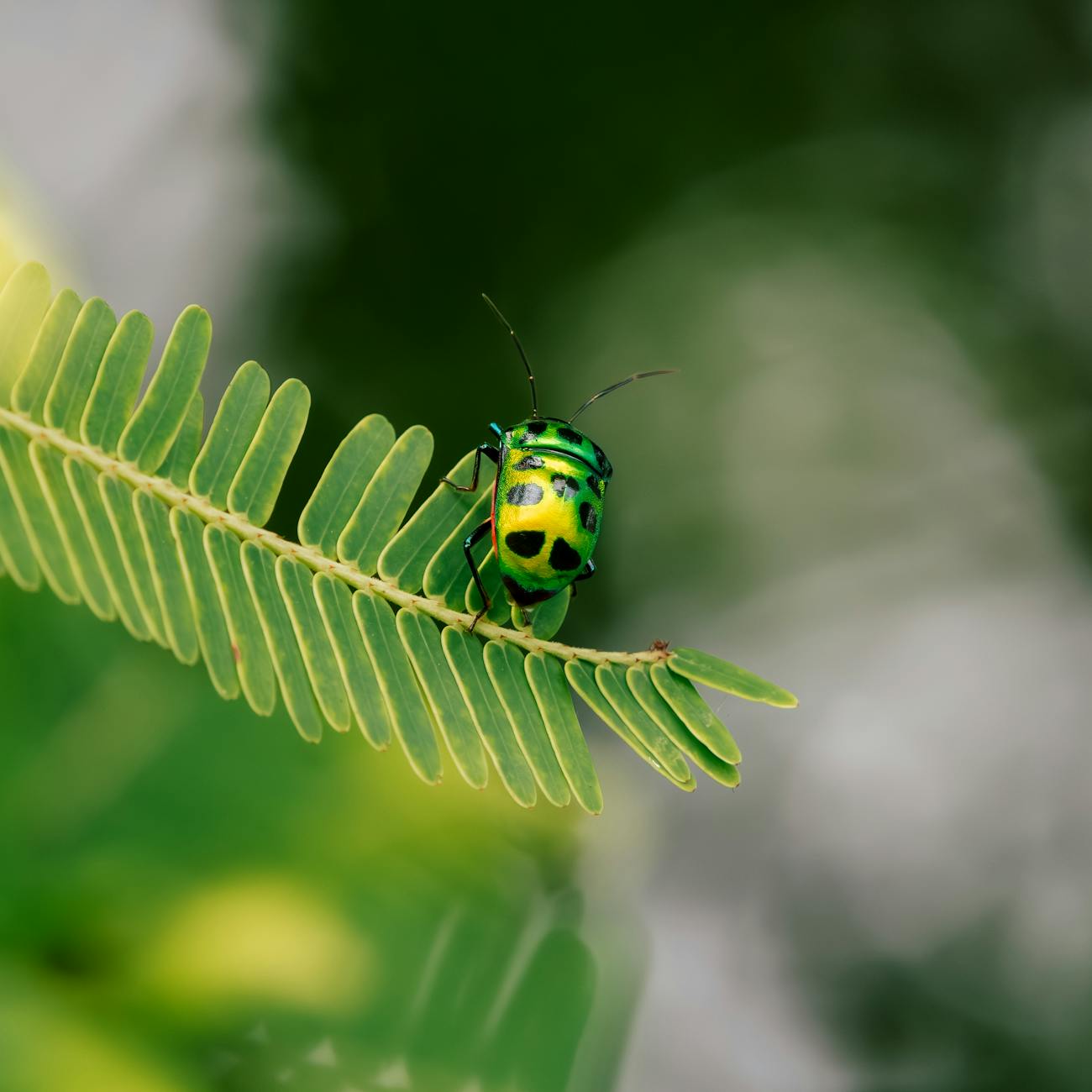Predictive Modeling for Biodiversity
