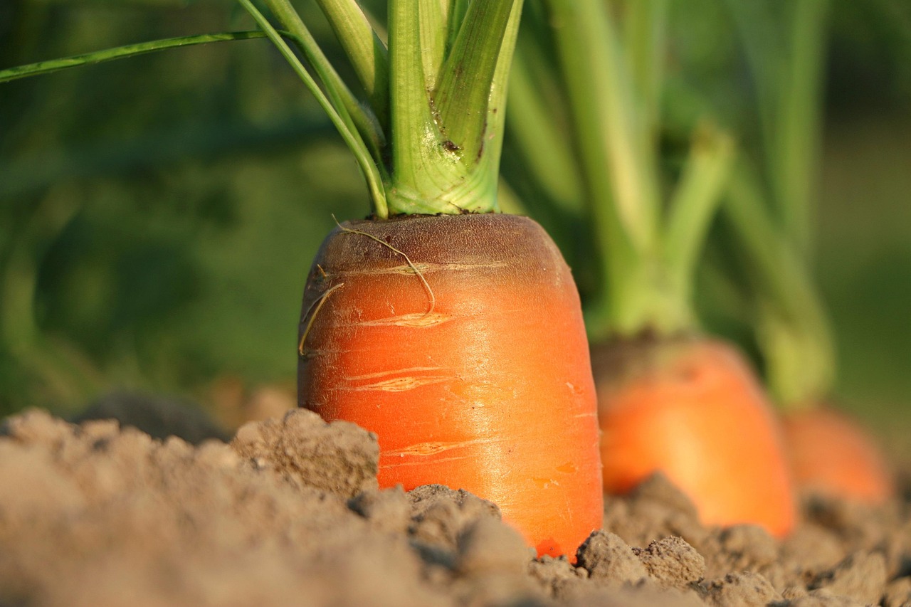 Nutrition for Thyroid Health
