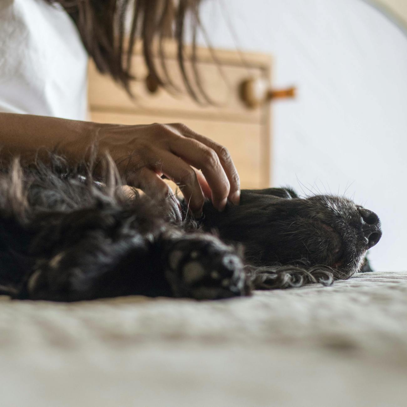 Quality Assurance in Veterinary Pharmacy