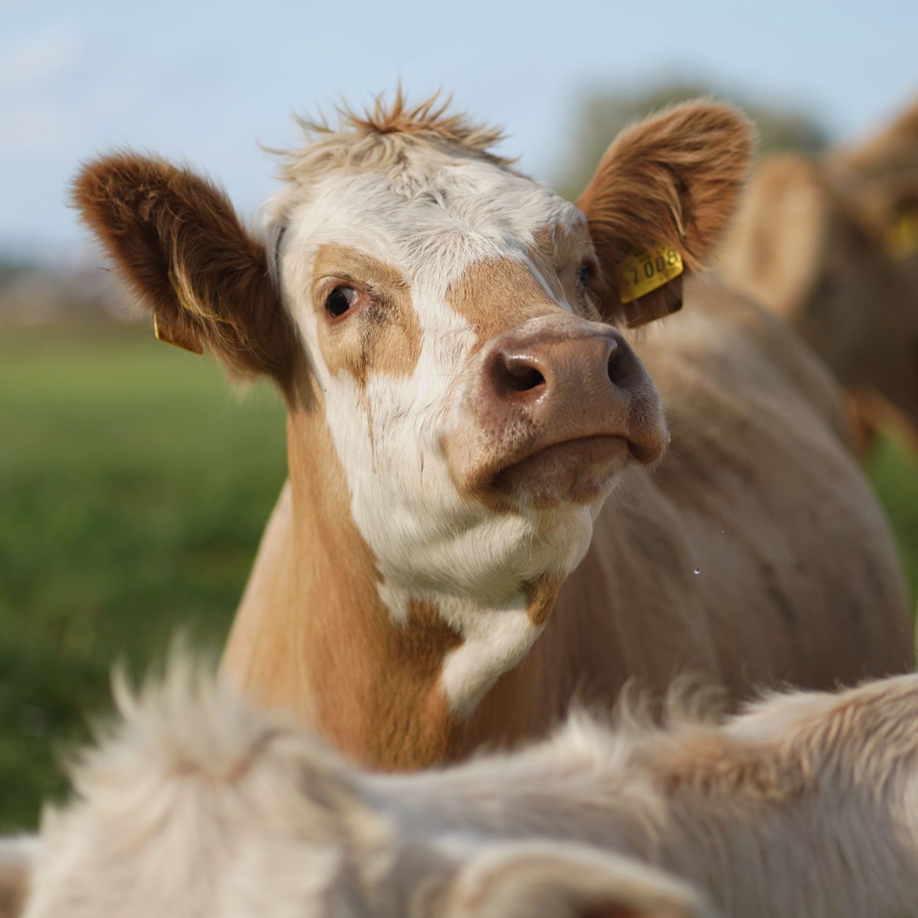 Sustainable Practices in Dairy Farming