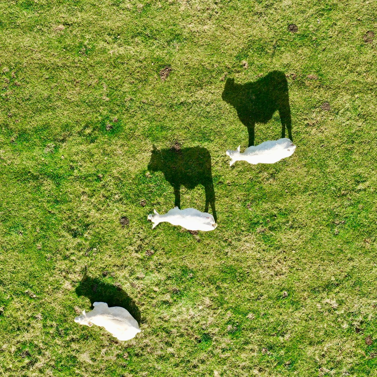 Regulatory Compliance in Dairy Marketing  