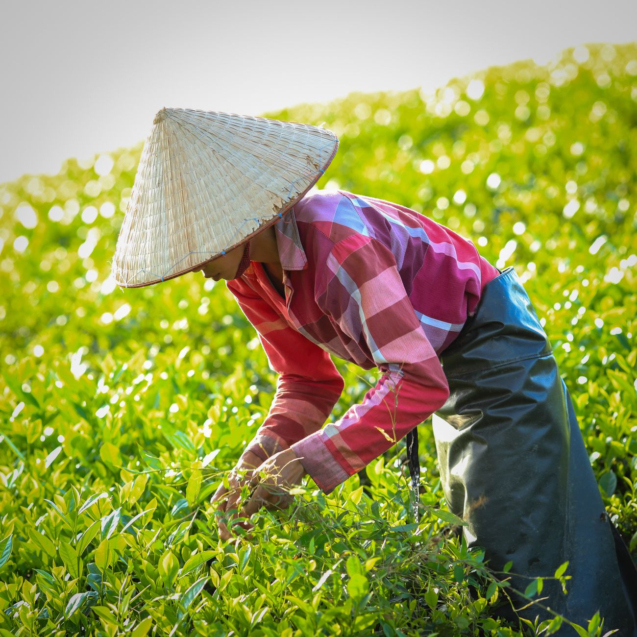Sustainable Farm Management