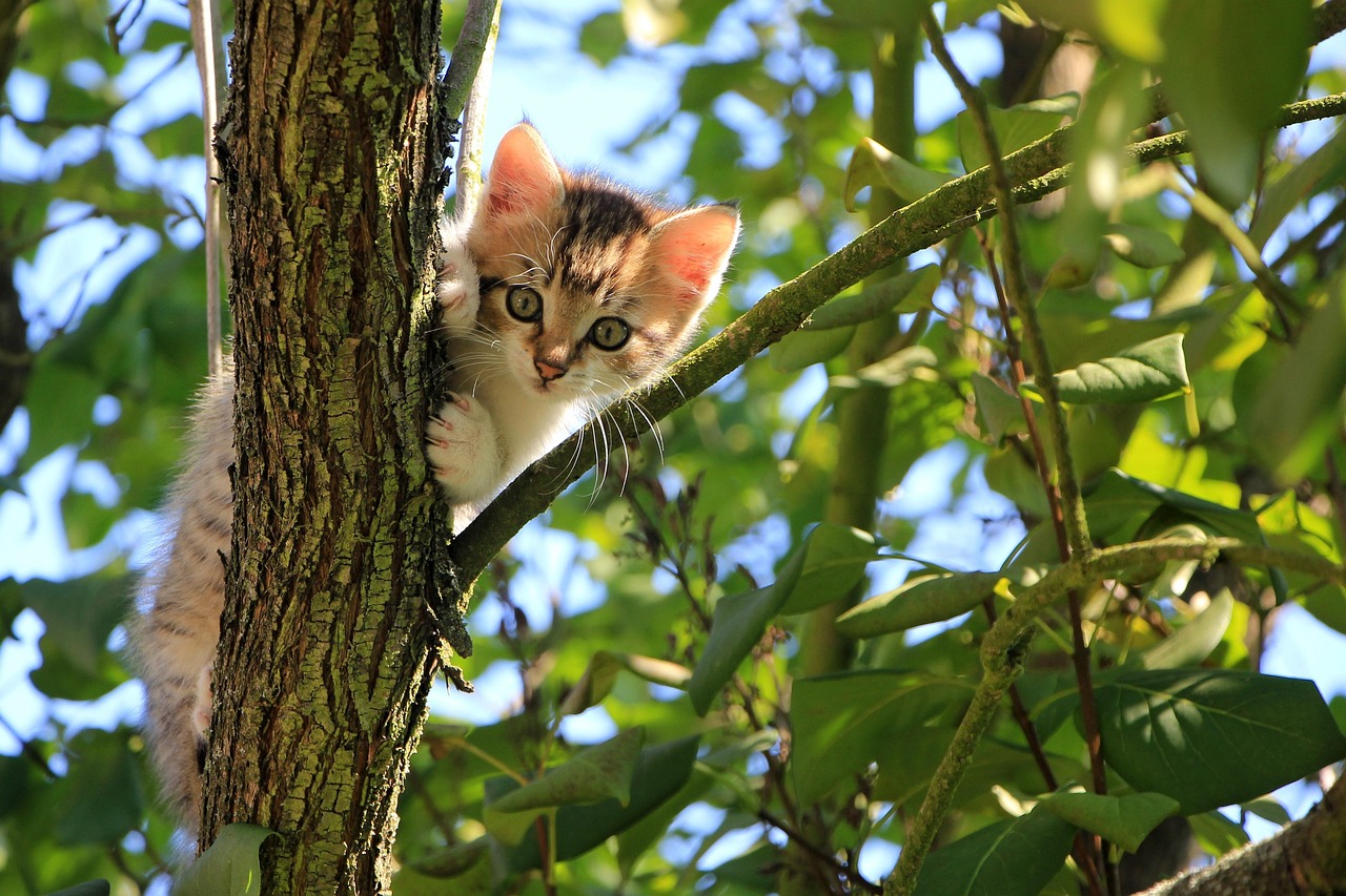 Cat Behavior and Handling