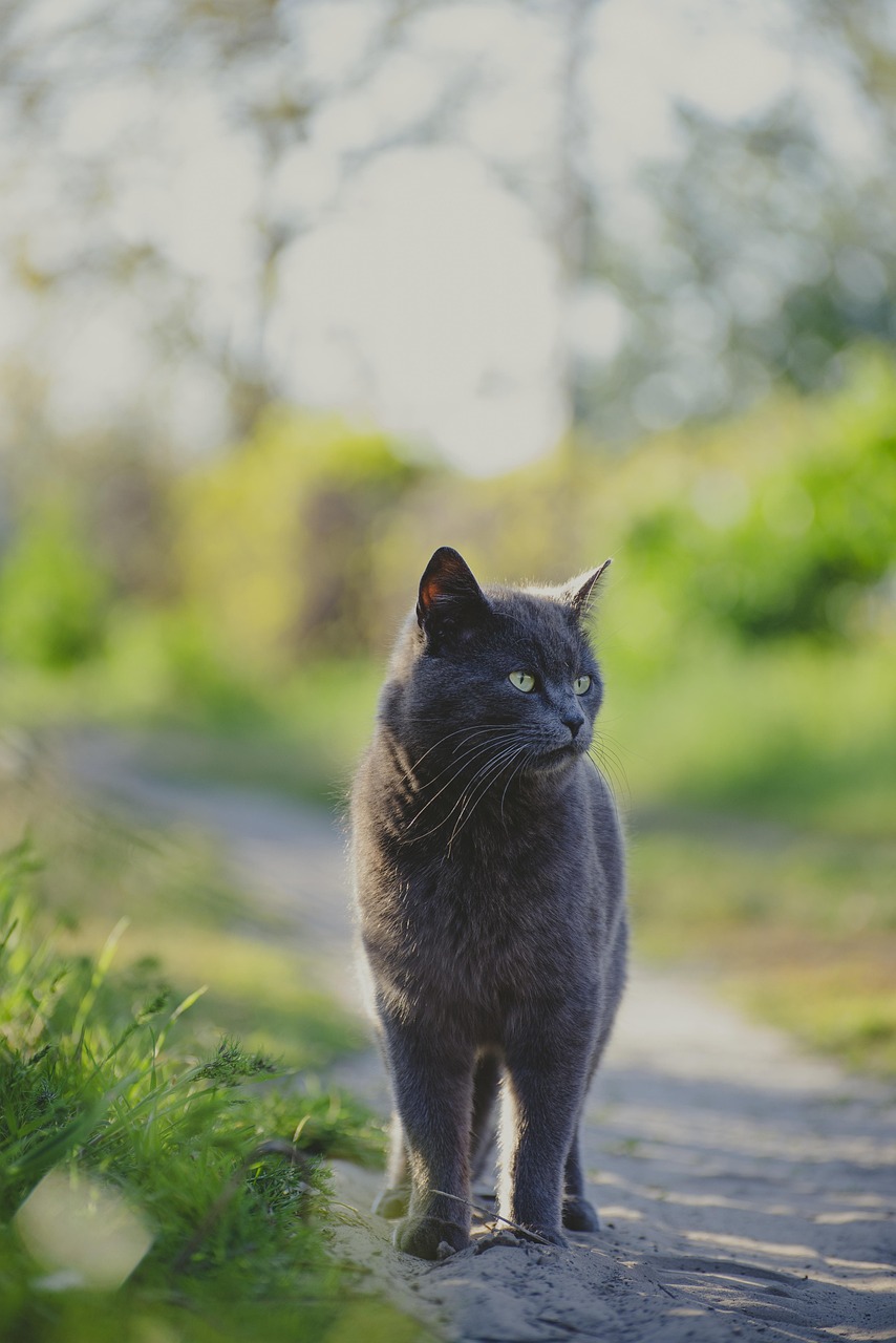 Cat Hair Trimming and Styling