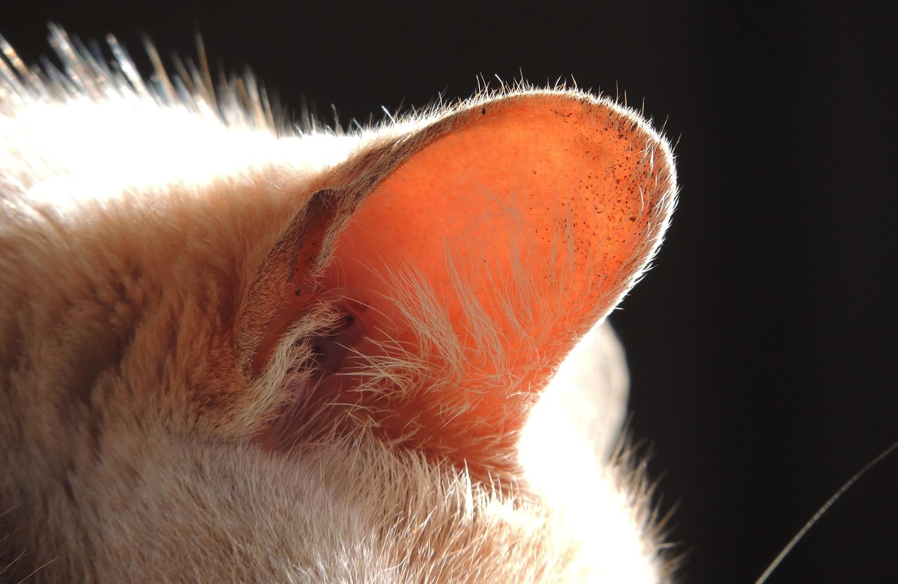 Cat Nail Trimming and Ear Cleaning