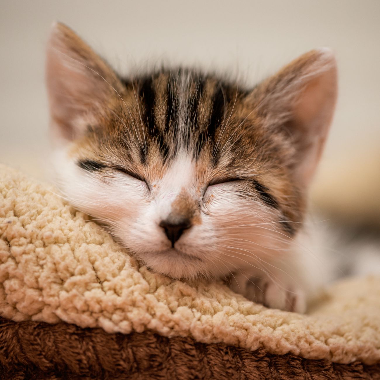 Cat Health and First Aid