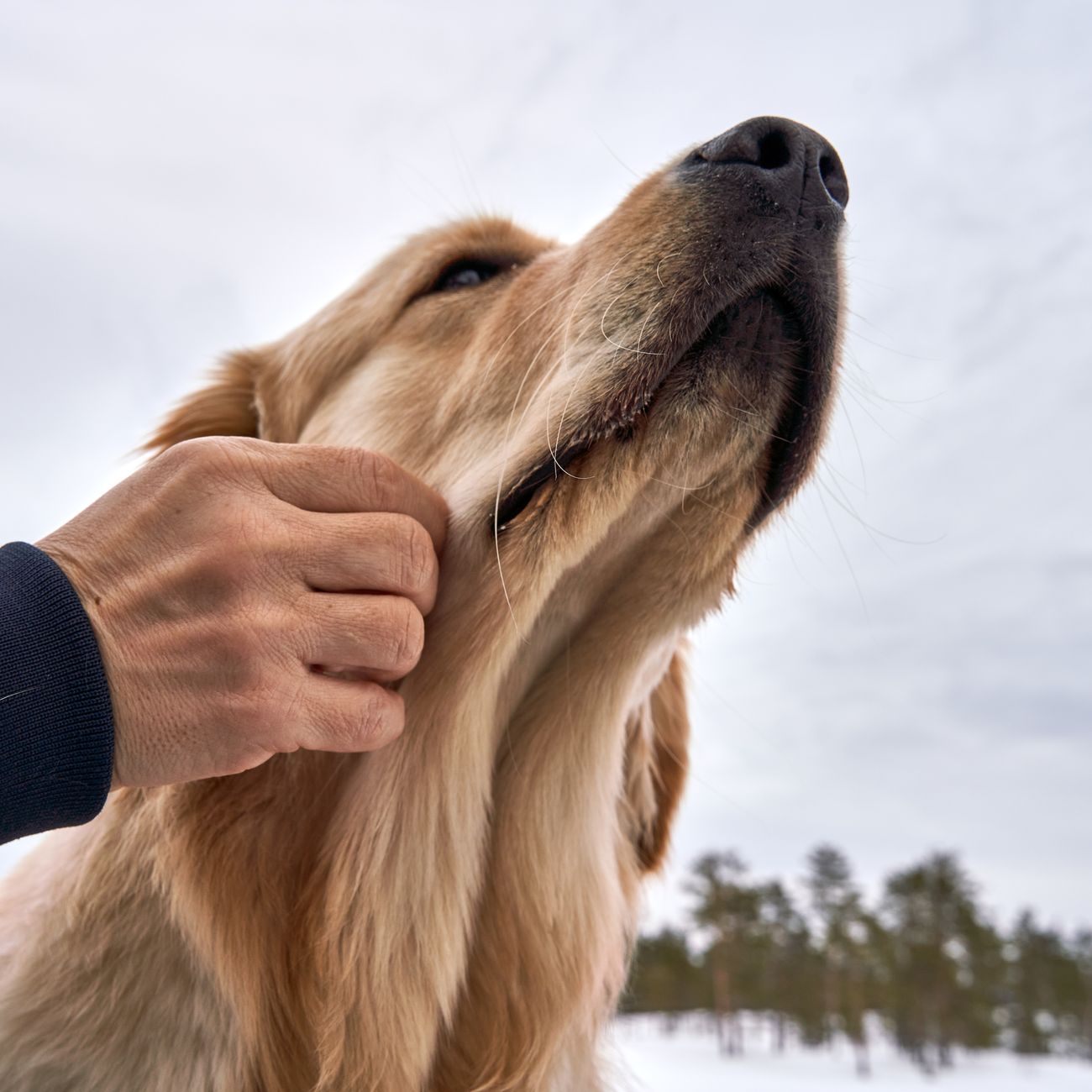 Anatomy and Physiology of Human-Animal Interaction