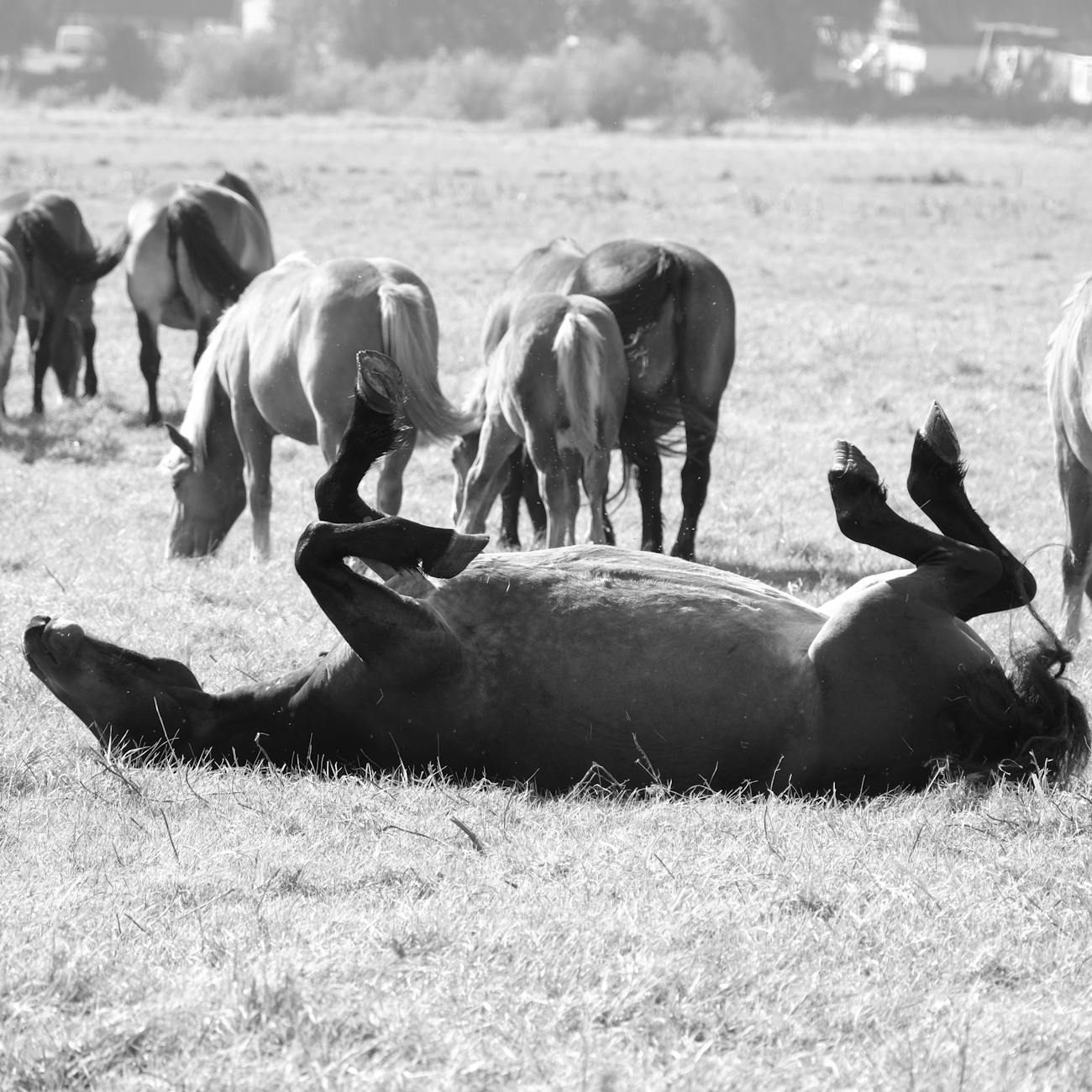 Equine Behavior and Communication