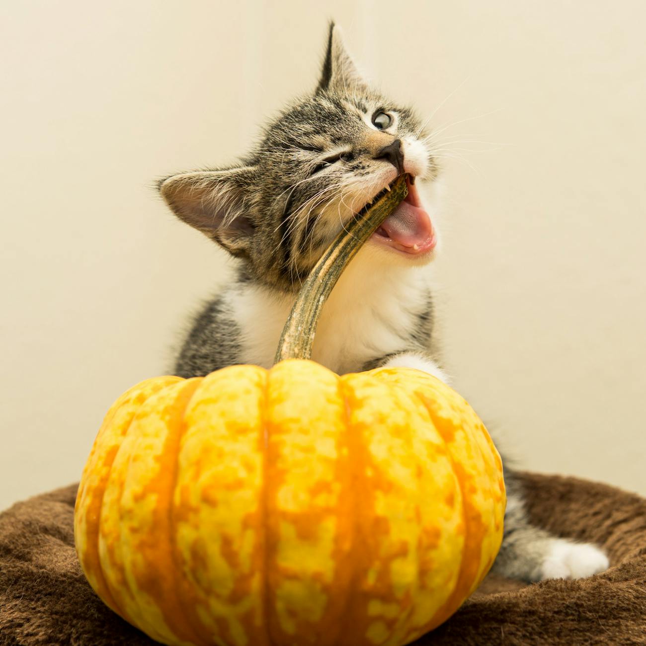 Nutrition and Diet for Pets