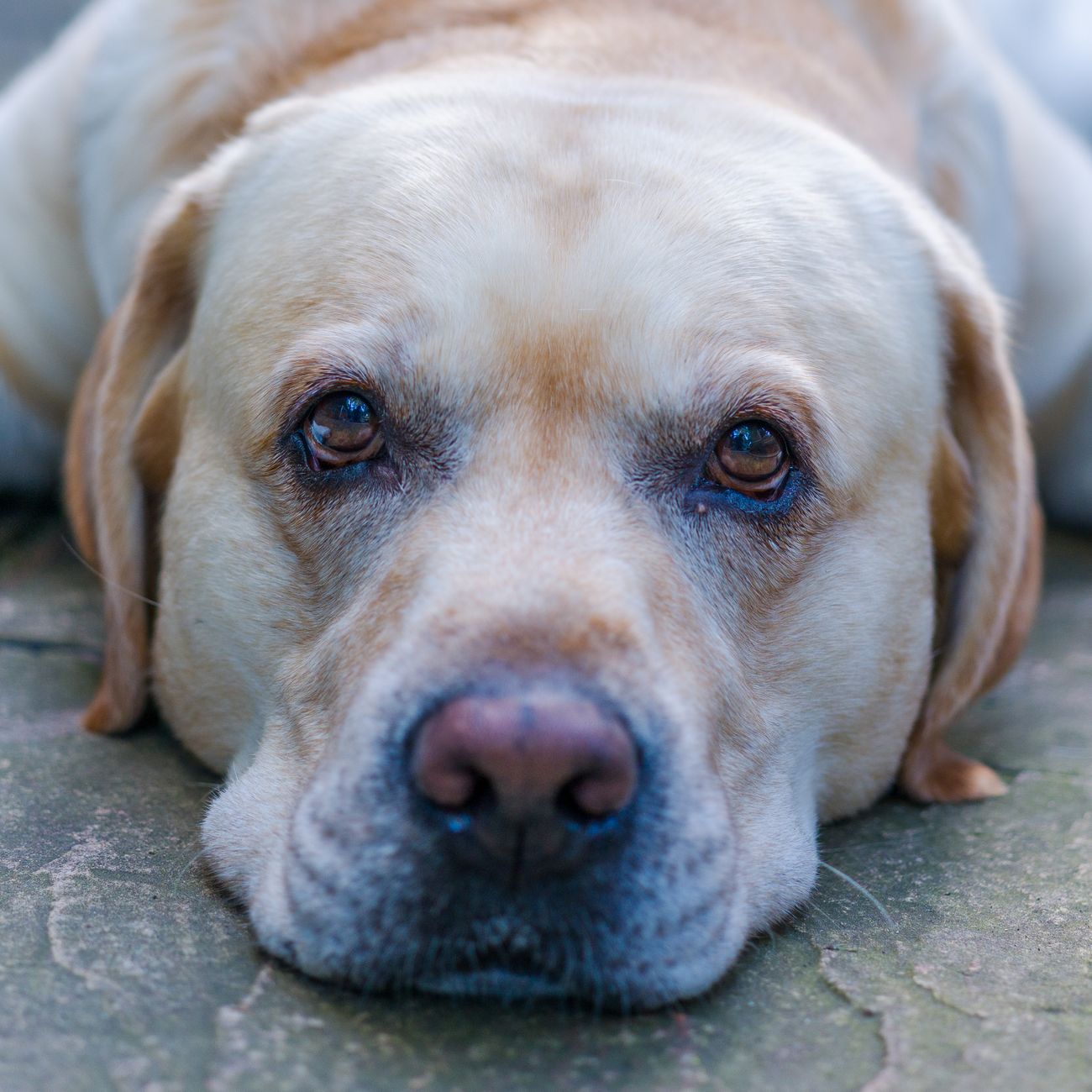 Acupressure and Massage for Pets