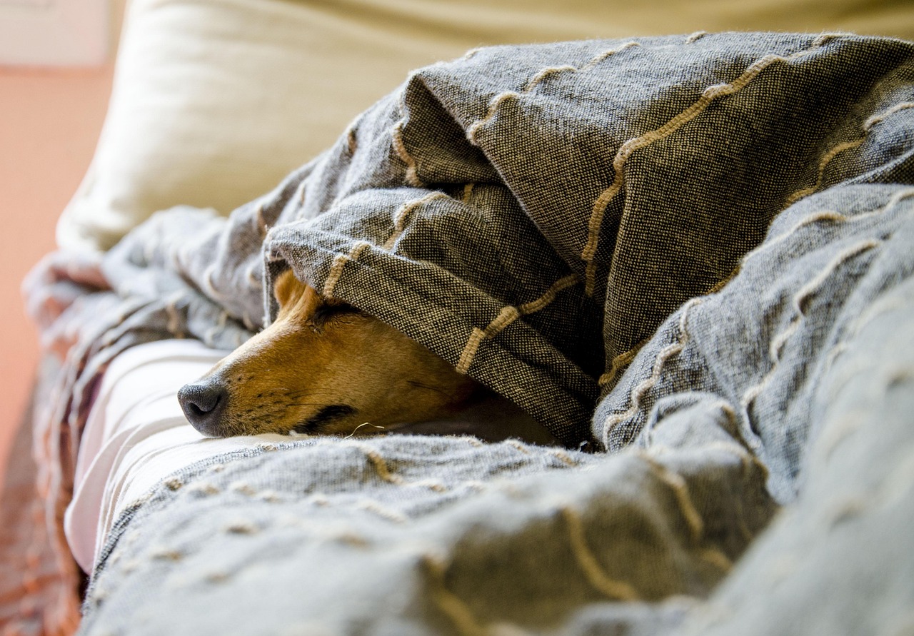 Aromatherapy for Pets