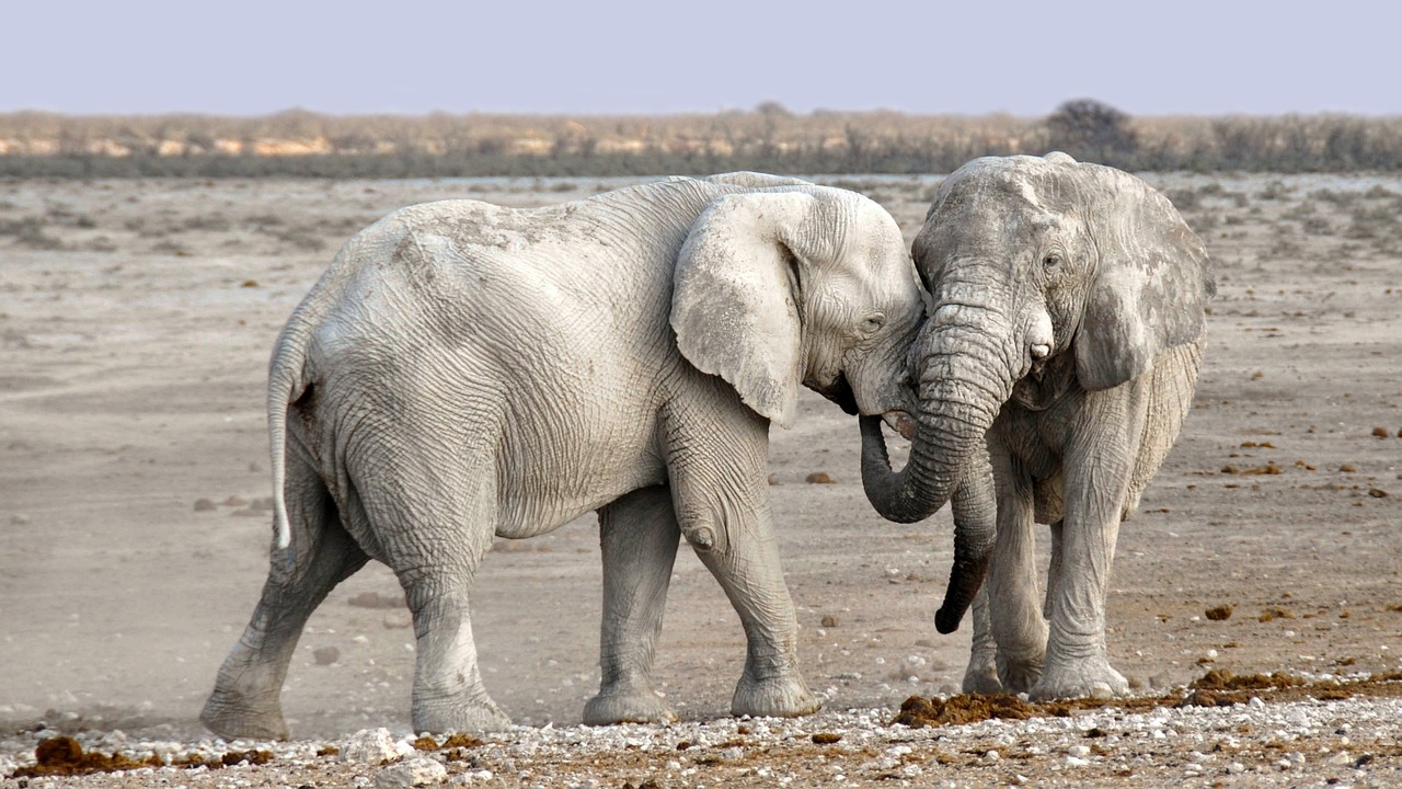 Ethics and Bias in AI for Wildlife Conservation
