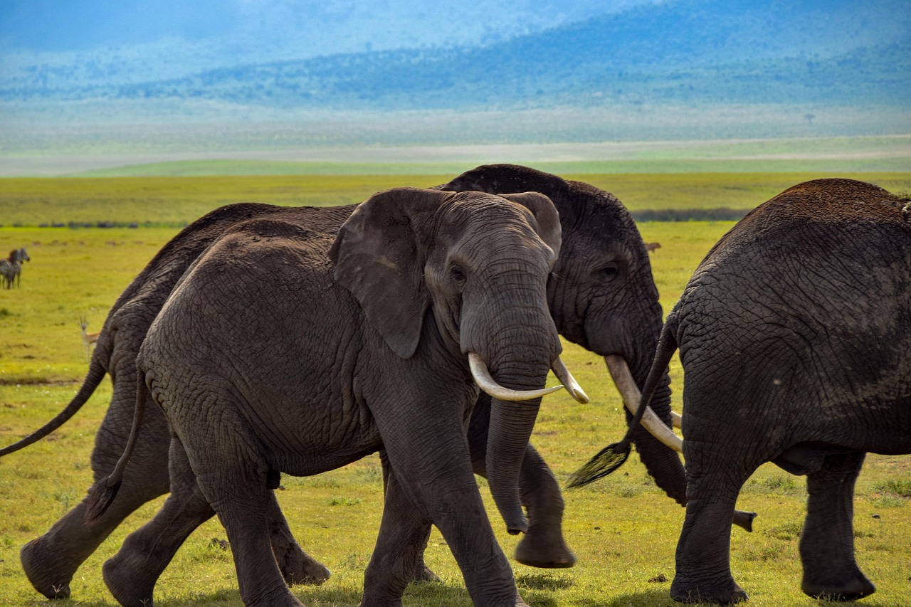 Conservation Policy and AI Applications
