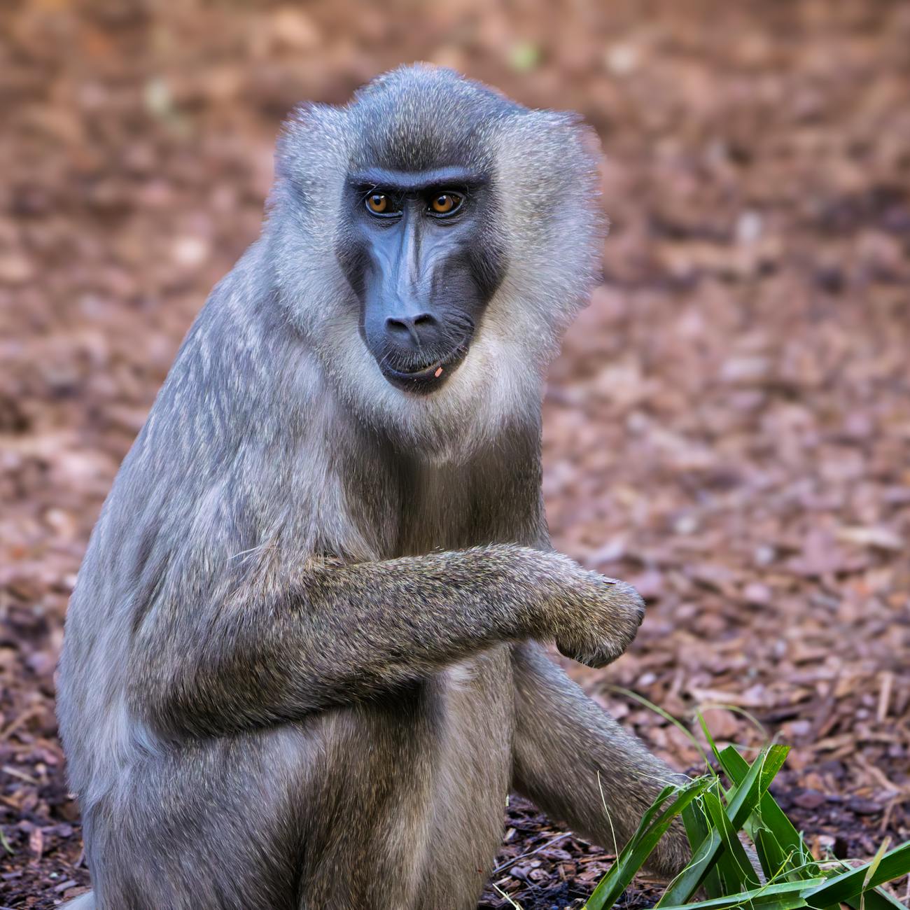 Reproductive Strategies in Primates