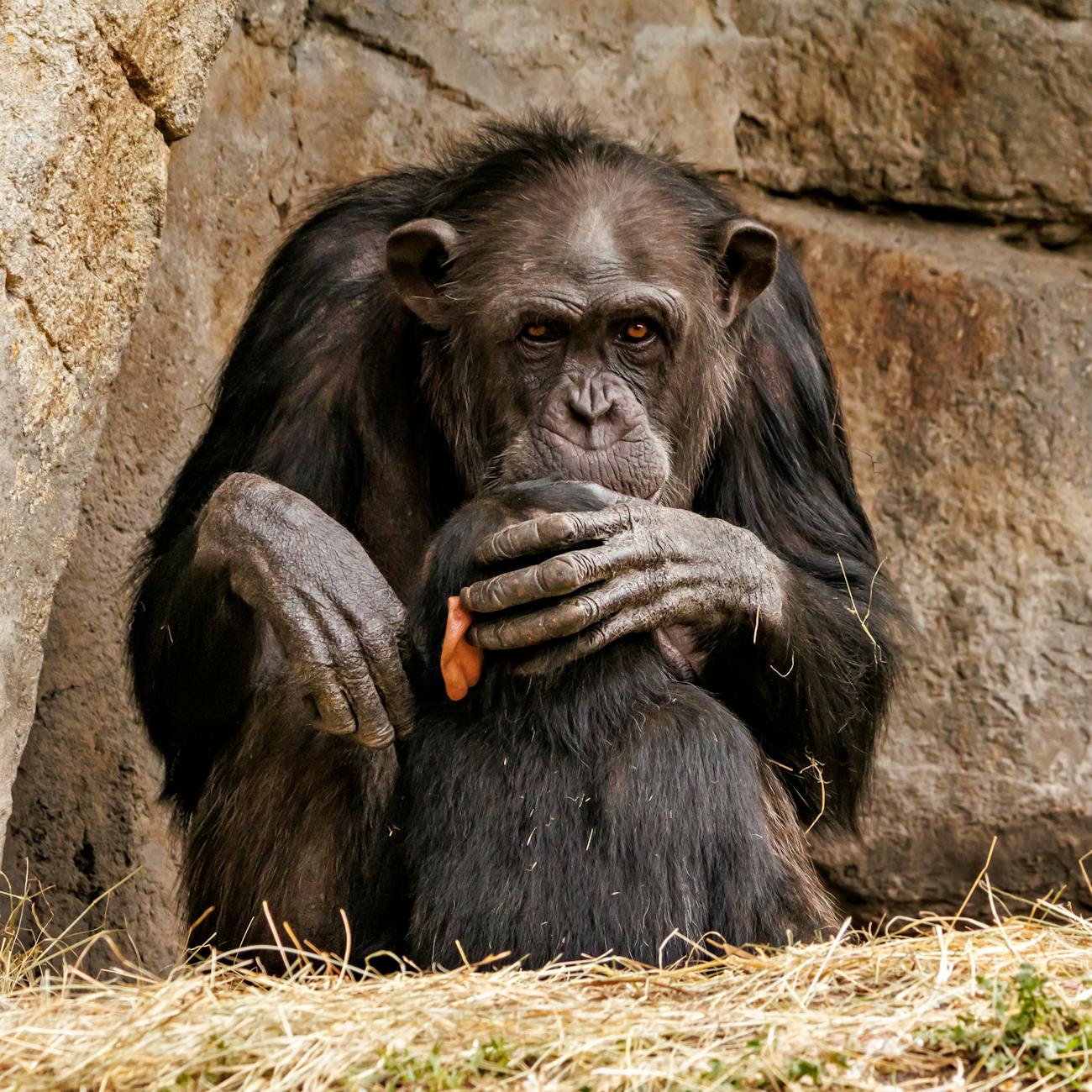 Neurobiology of Primate Behavior