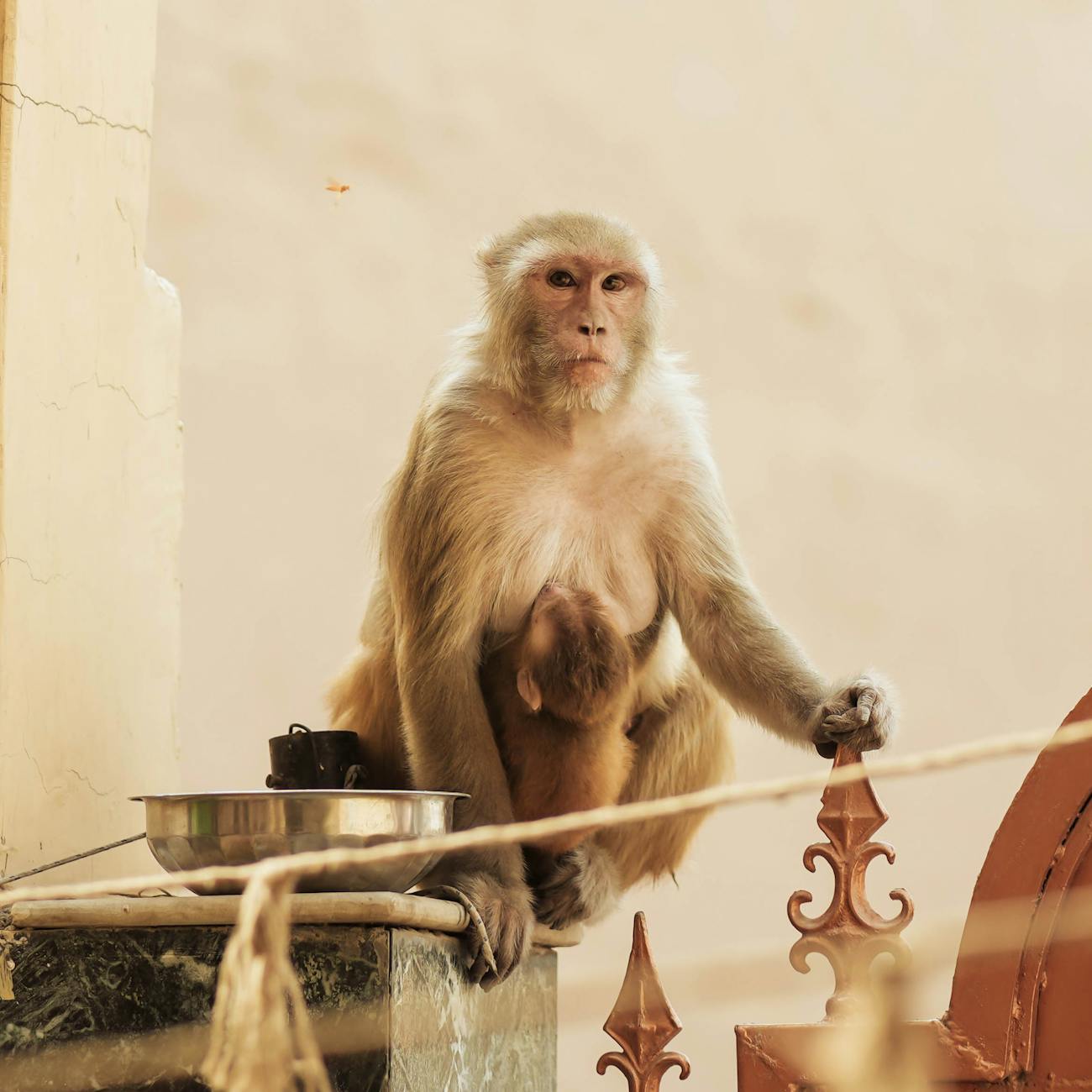 Human-Primate Interactions
