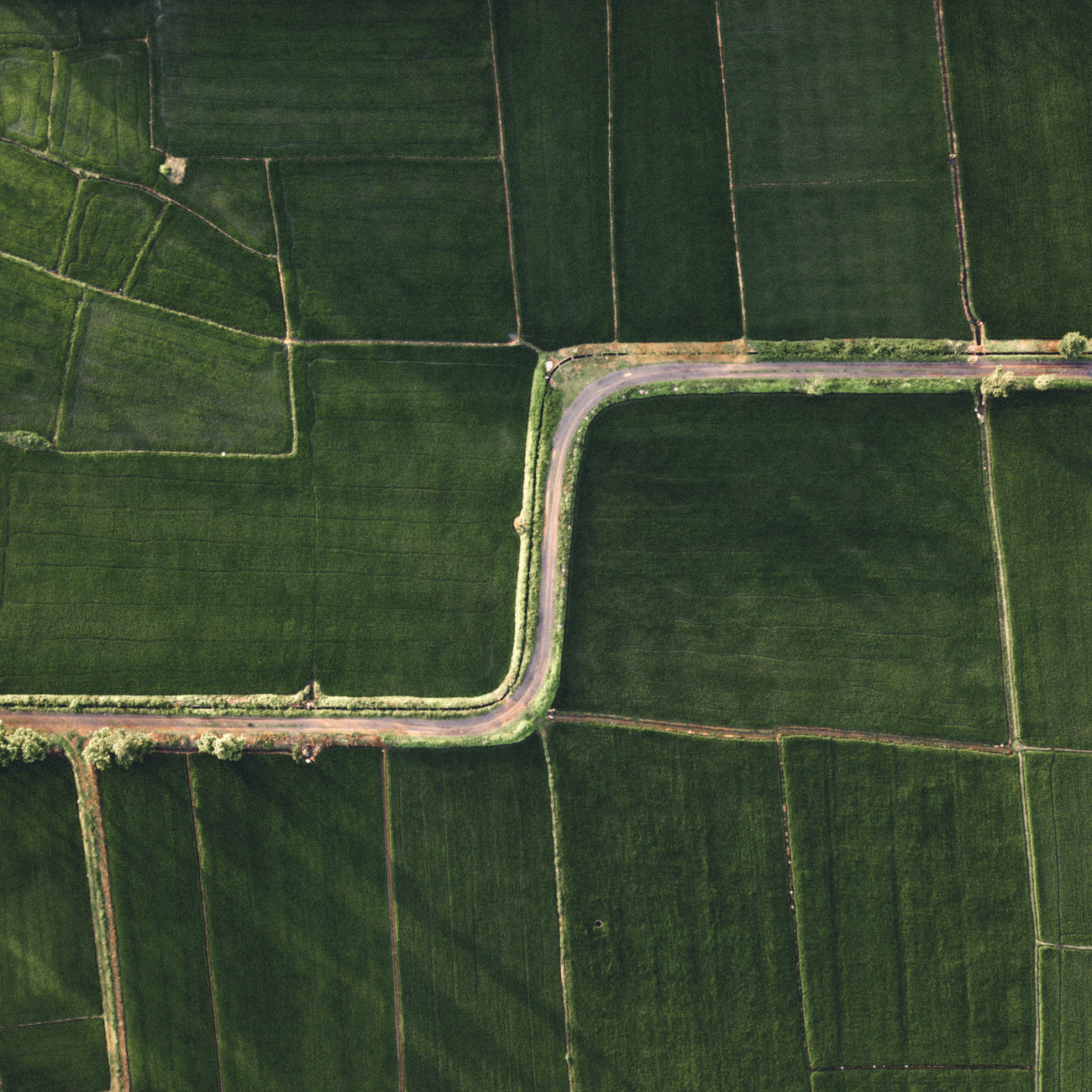Genetic Algorithms and Optimization for Agricultural Decision Making