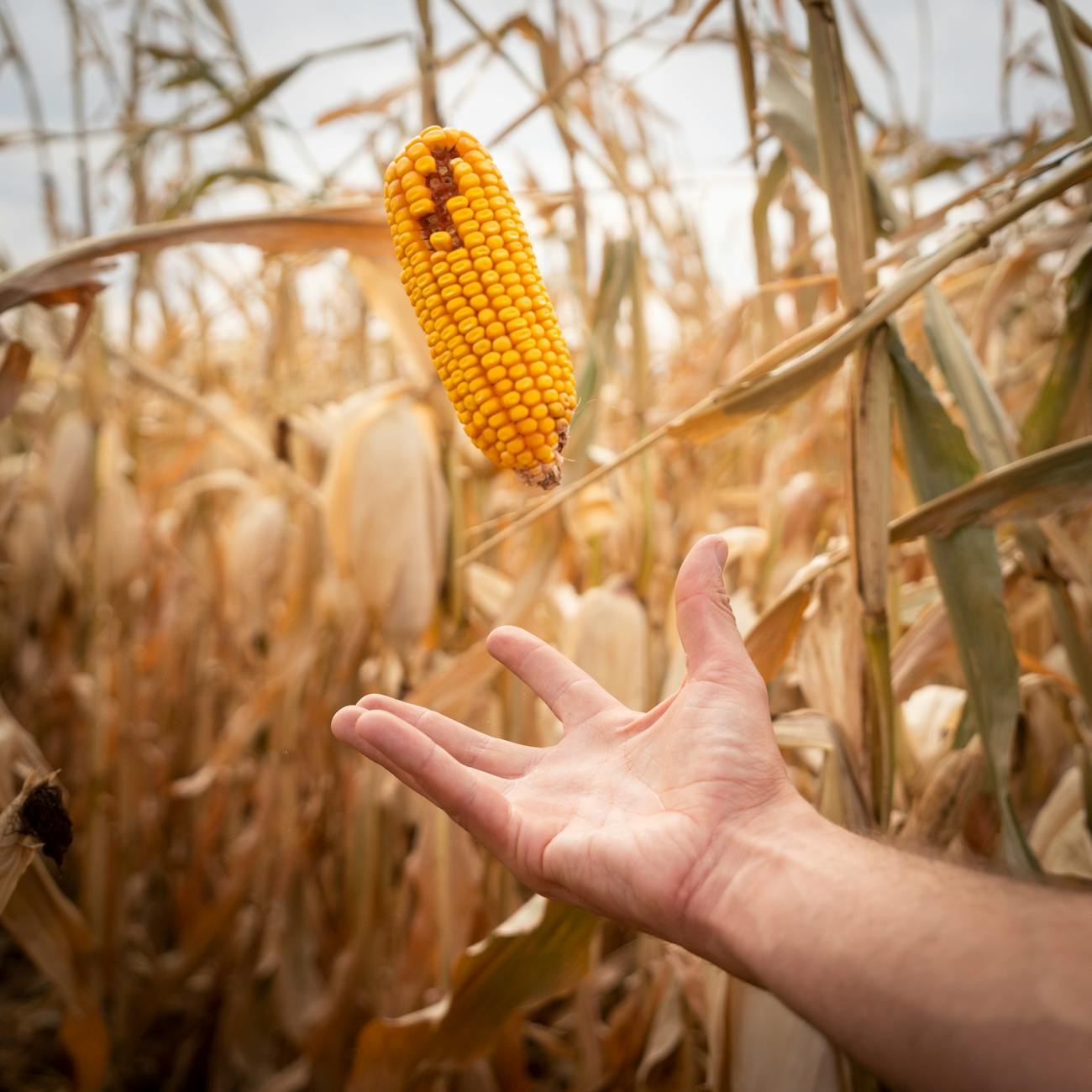 Data Science for Precision Agriculture
