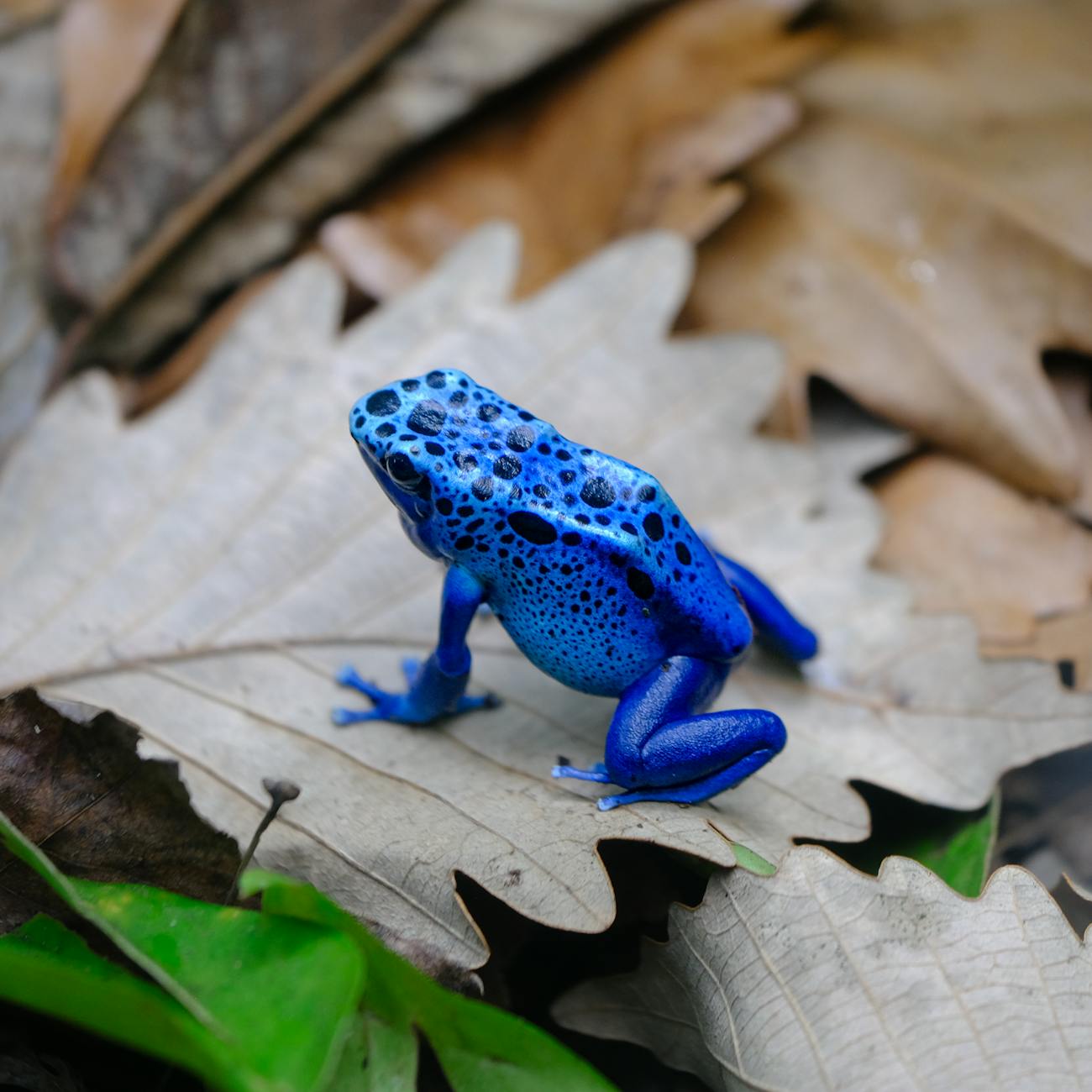 Computer Vision for Species Identification