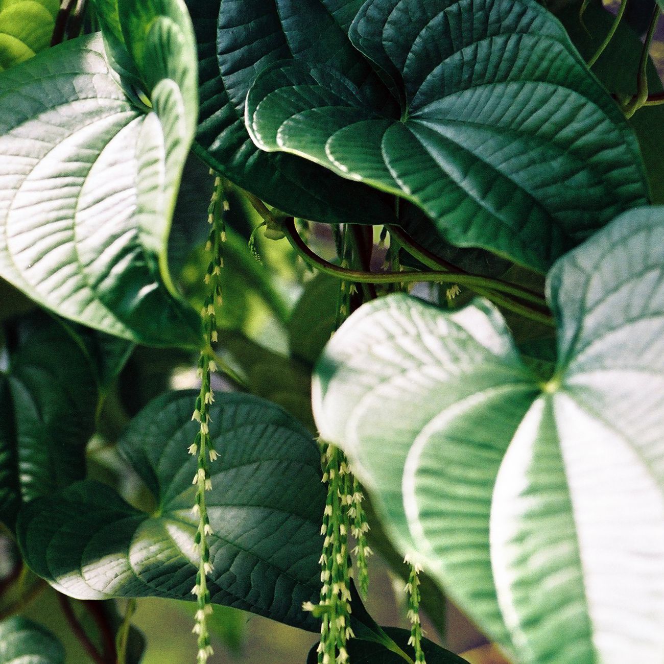 Cultural Uses of Plants