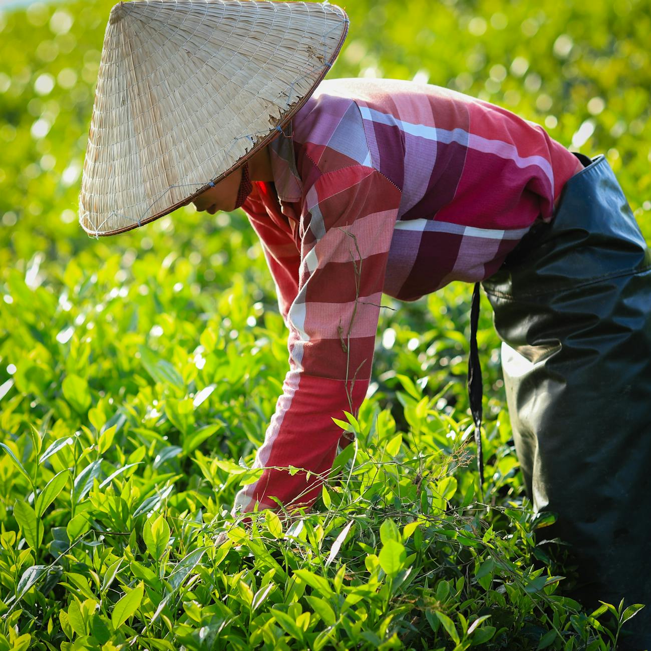 Tea Market Trends