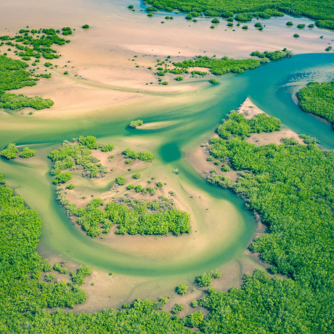 Remote Sensing and Image Processing for Biodiversity Conservation