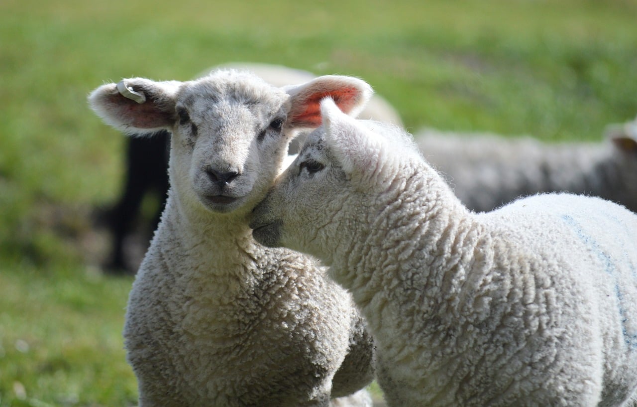 Livestock Integration in Regenerative Agriculture