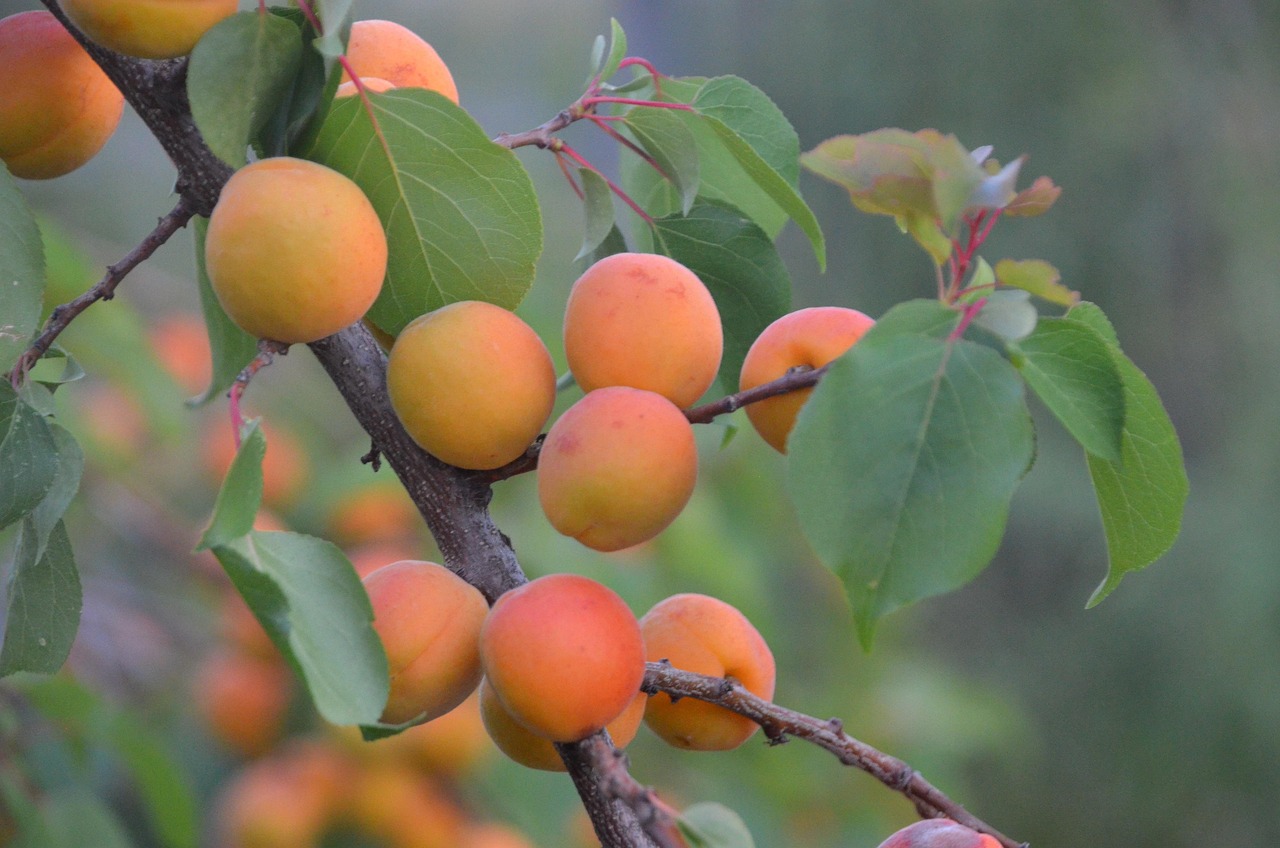 Regenerative Agriculture Policy and Advocacy