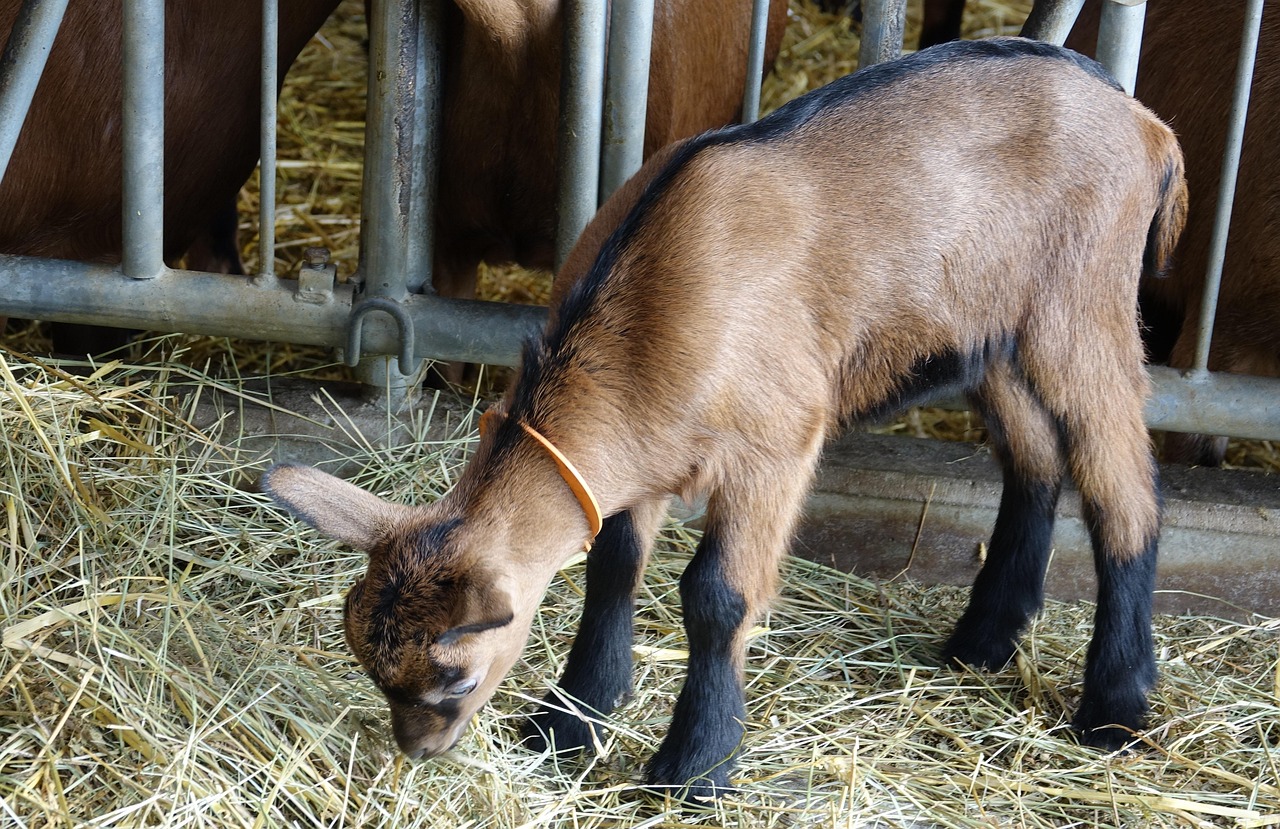 Advanced Breeding Strategies