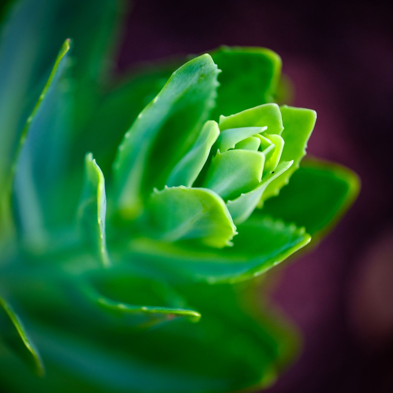 Foundations of Integrative Medicine
