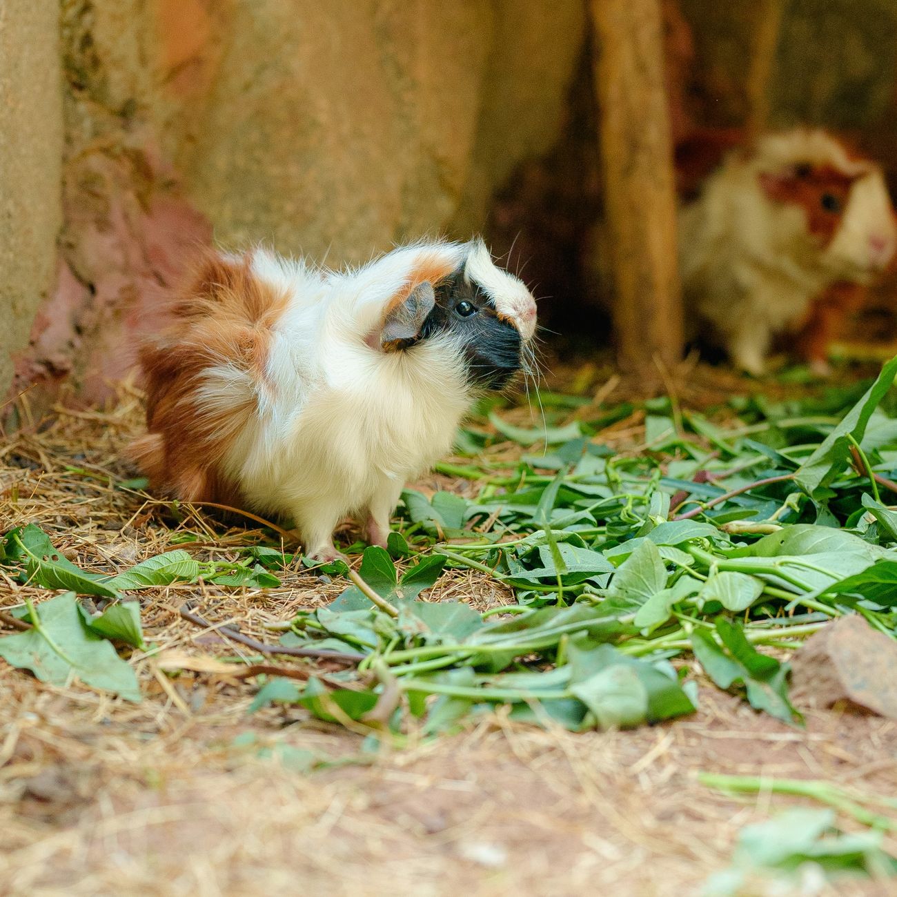 Herbal Remedies for Reproductive Disorders in Rabbits