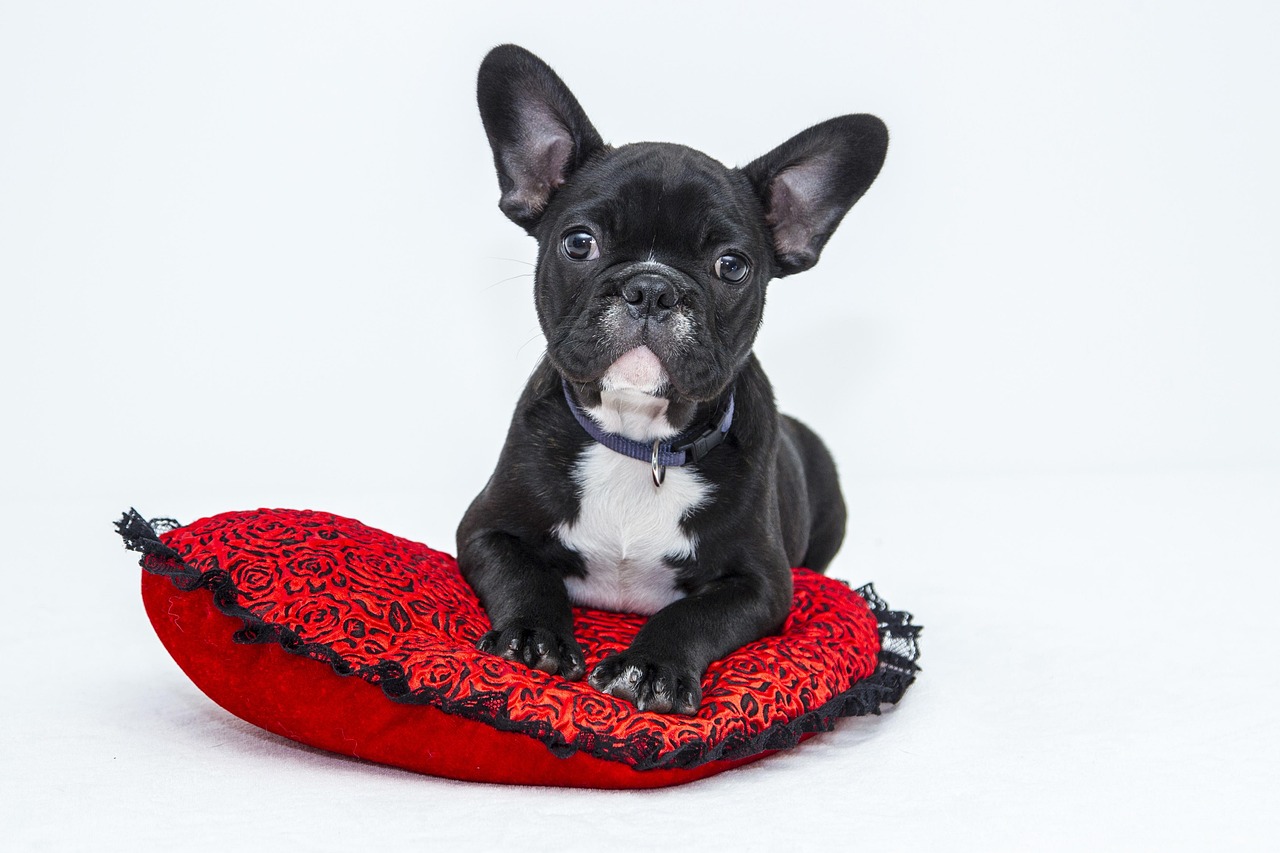 Canine Health and Nutrition