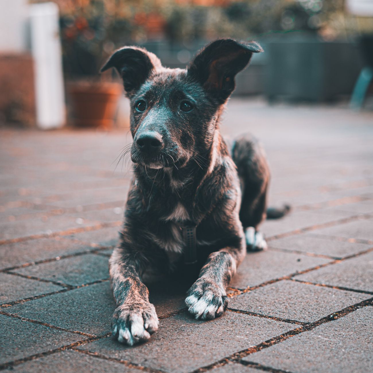 Canine Enrichment and Socialization