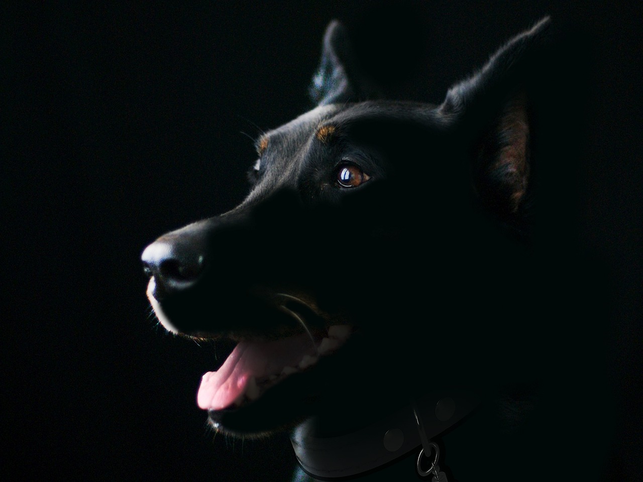 Canine Handling and Safety