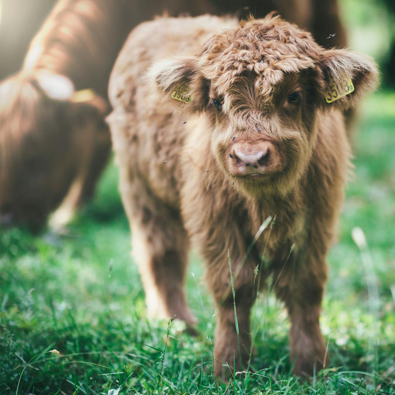 Genomic Selection in Livestock