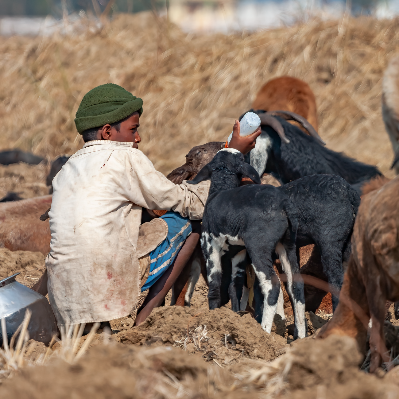 Feeding Management Practices
