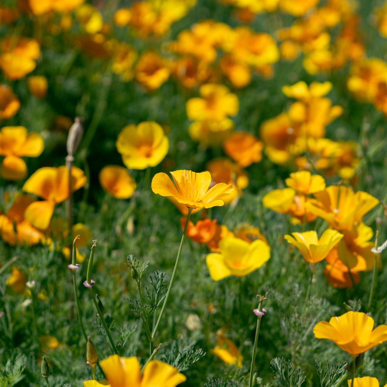 Therapeutic Garden Design for Specific Populations