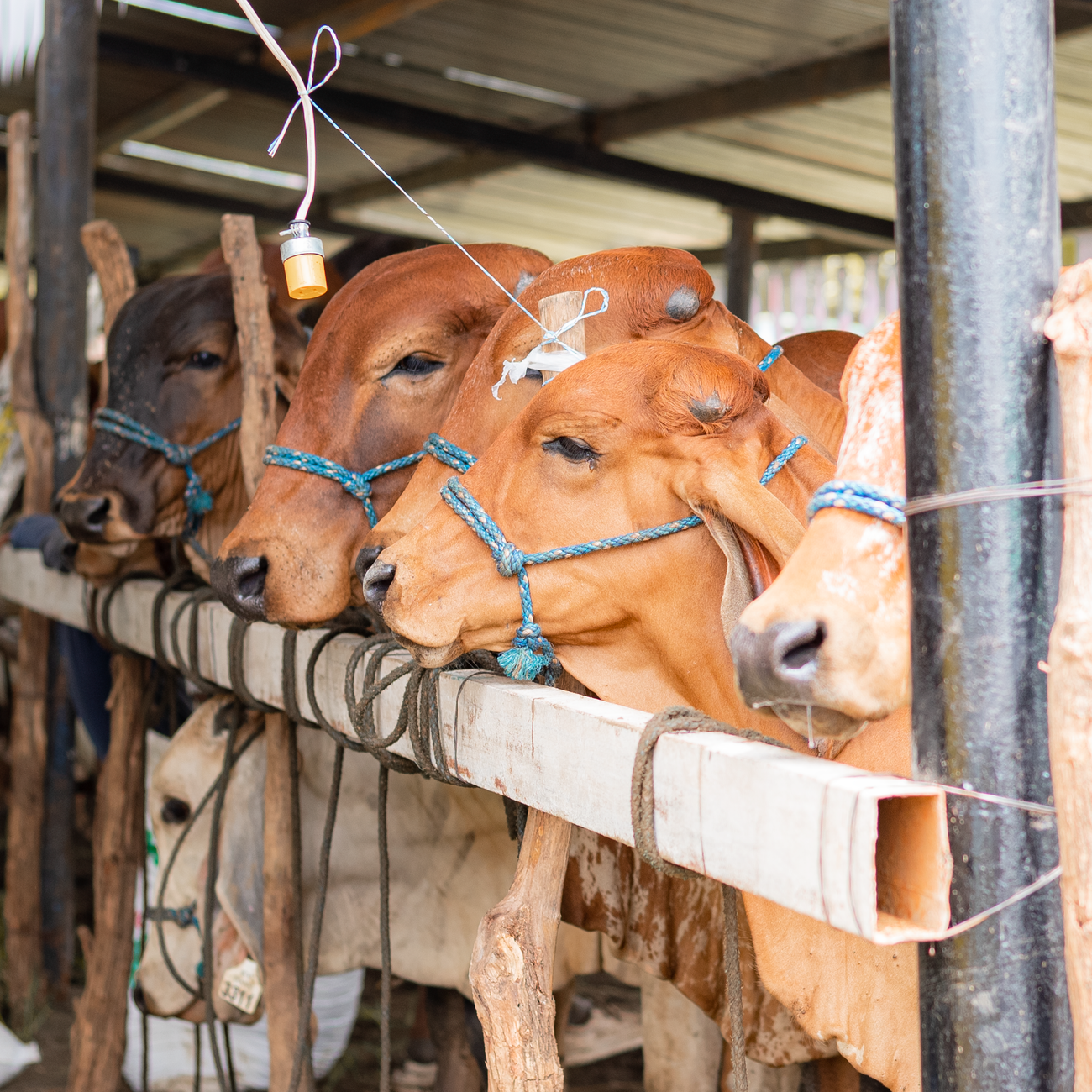 Financial Management in Agricultural Organizations