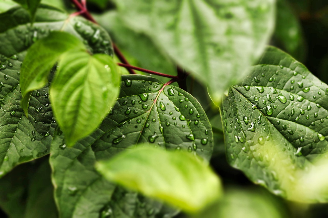 Nutrition and Hydration in Geriatric Physiotherapy