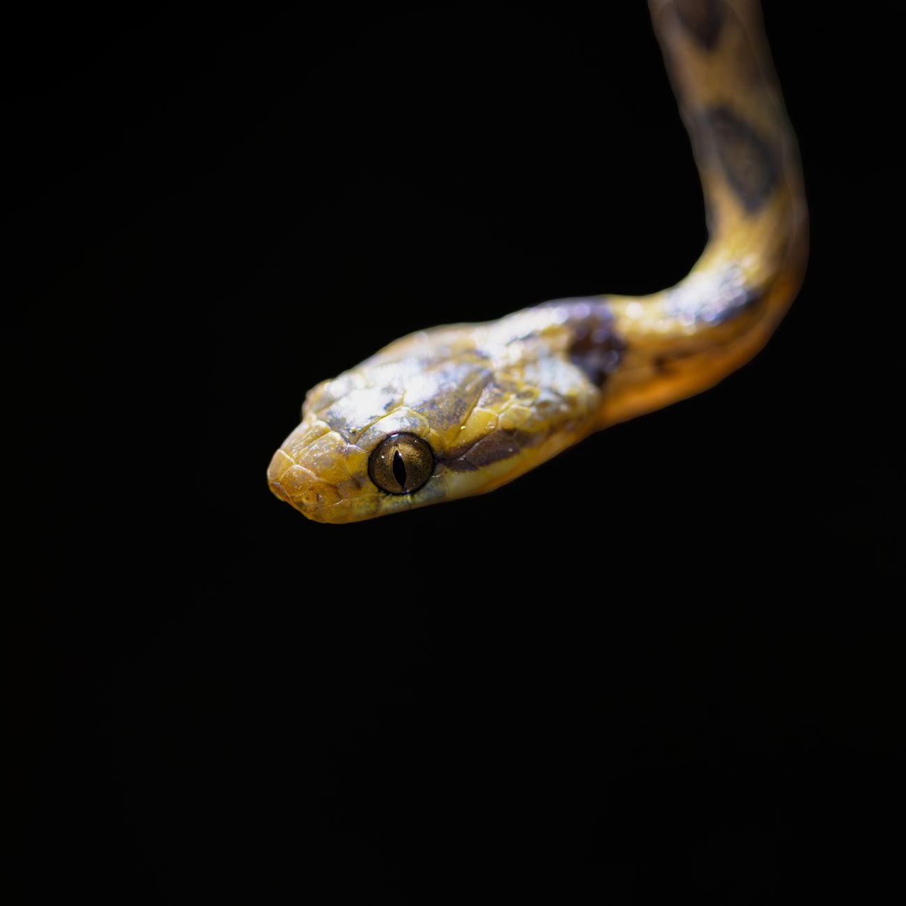 Snakebite First Aid