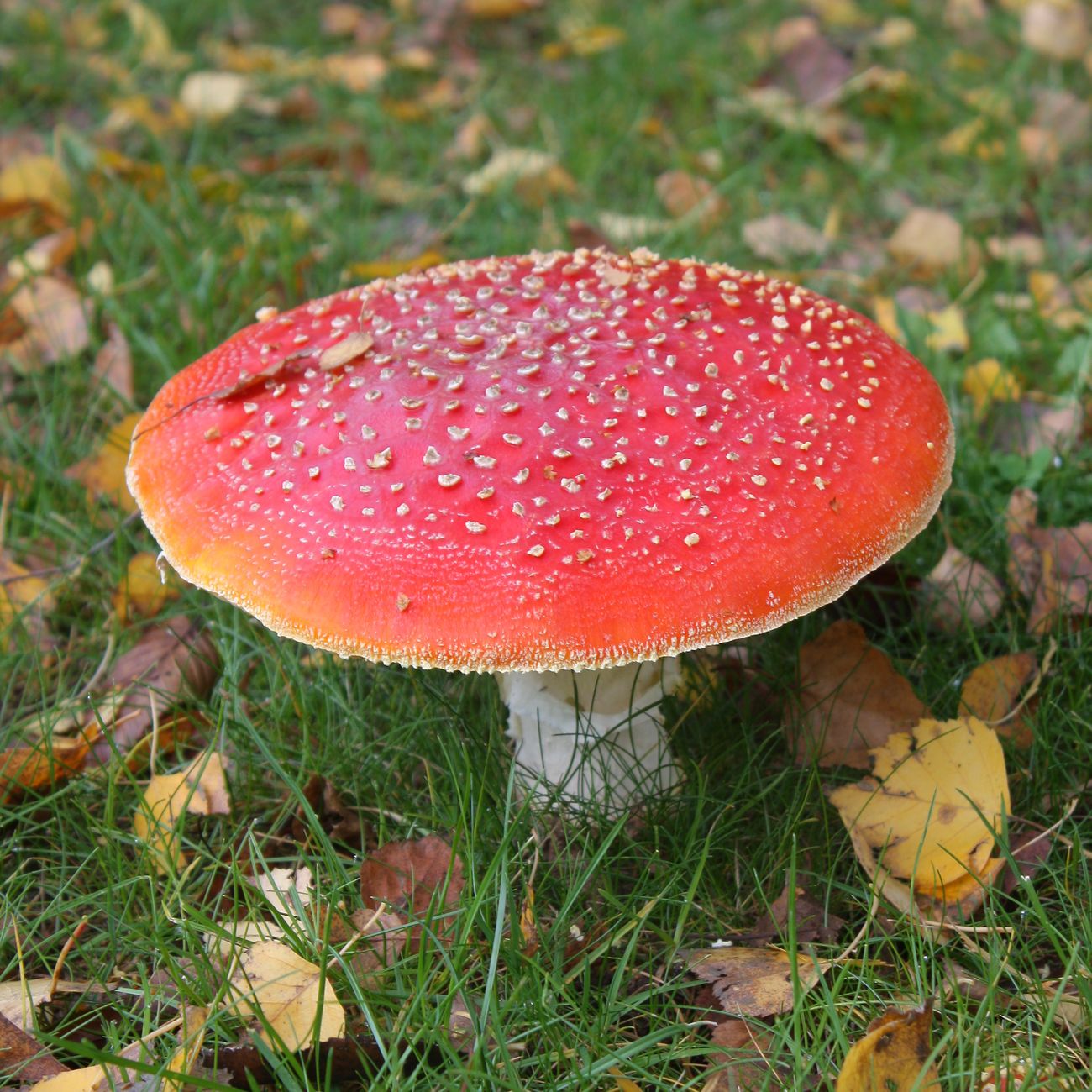 Medicinal Properties of Fungi