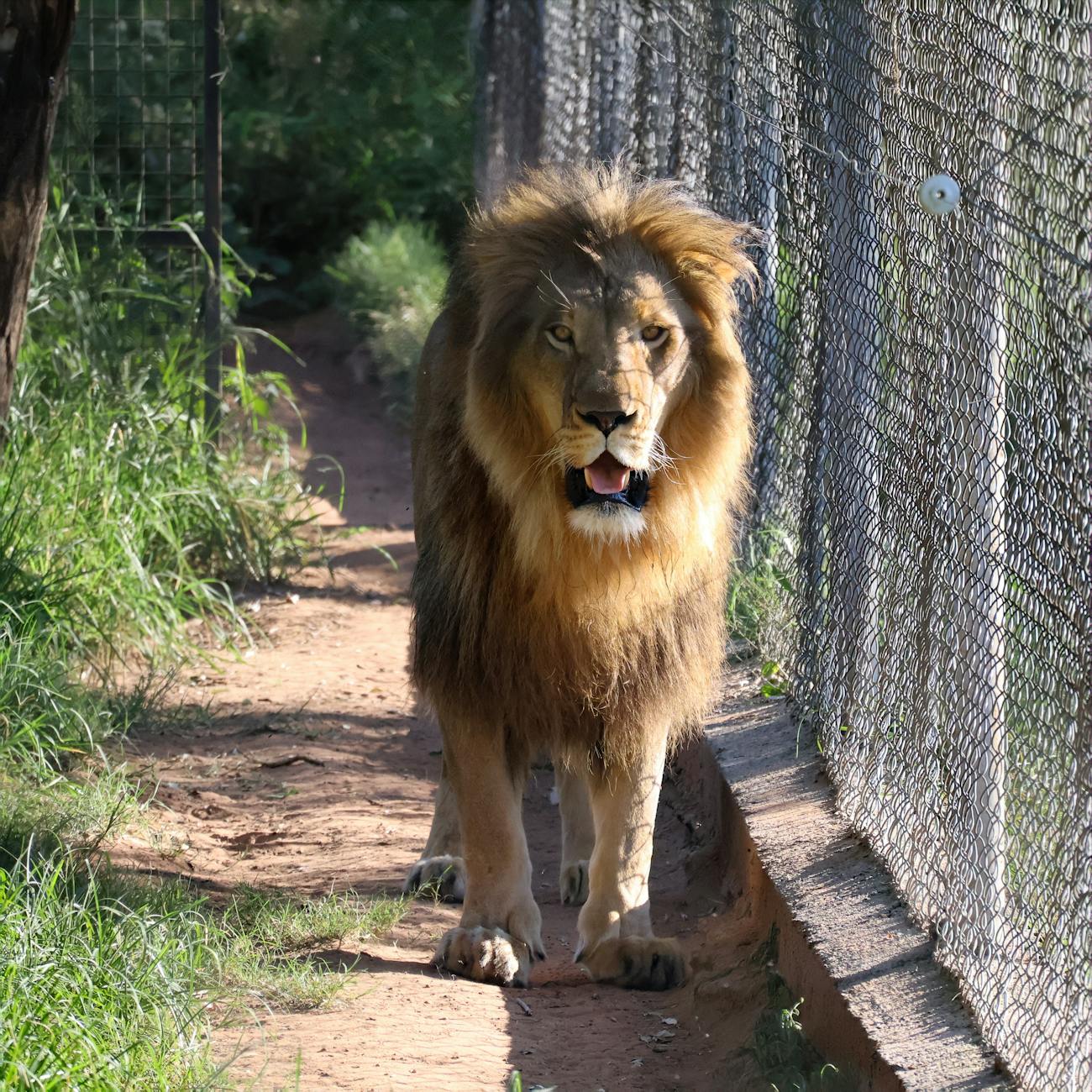 Animal Behavior and Communication in Therapy Settings