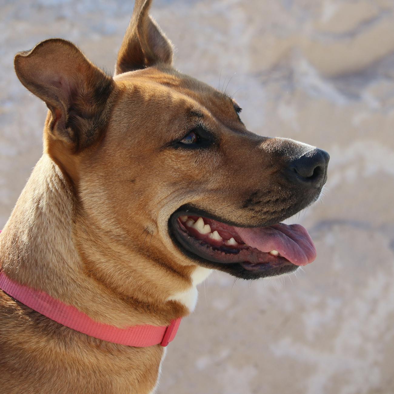 Assessment and Evaluation in Animal Assisted Therapy