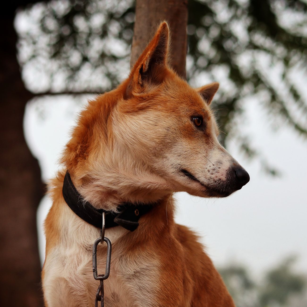 Canine Anatomy and Physiology