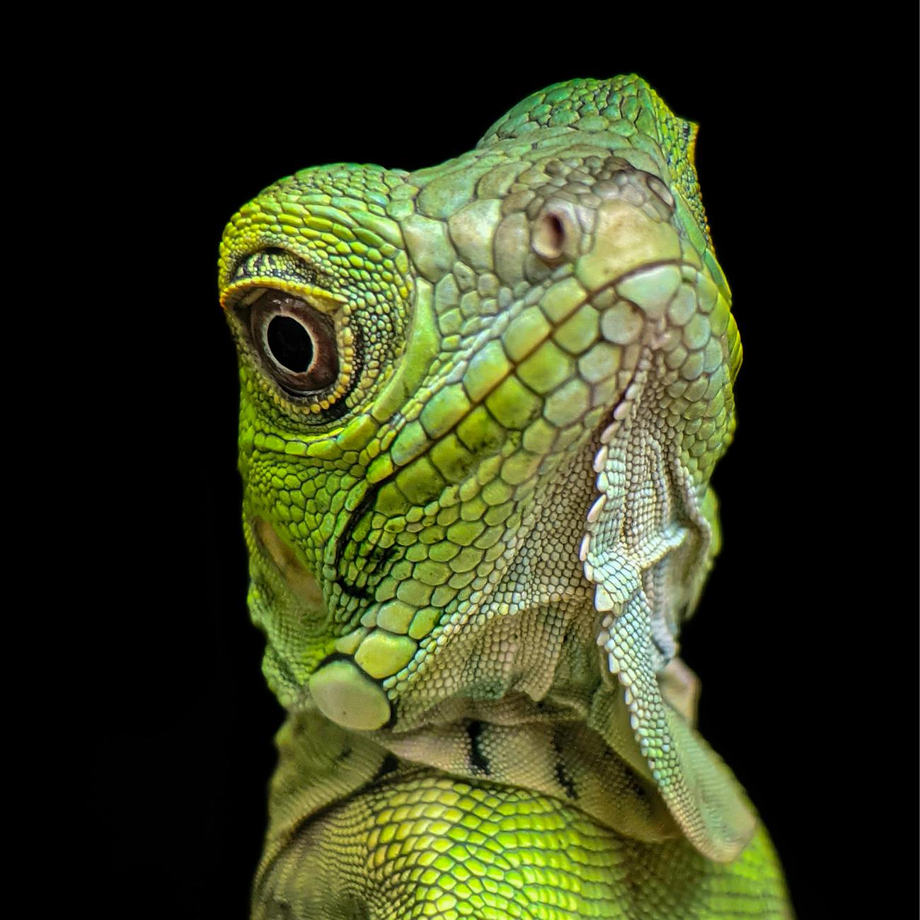 Zoonotic Diseases in Exotic Pet Handling
