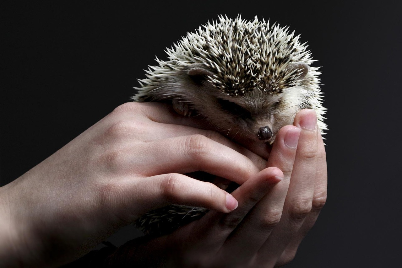 Client Communication in Exotic Pet Care