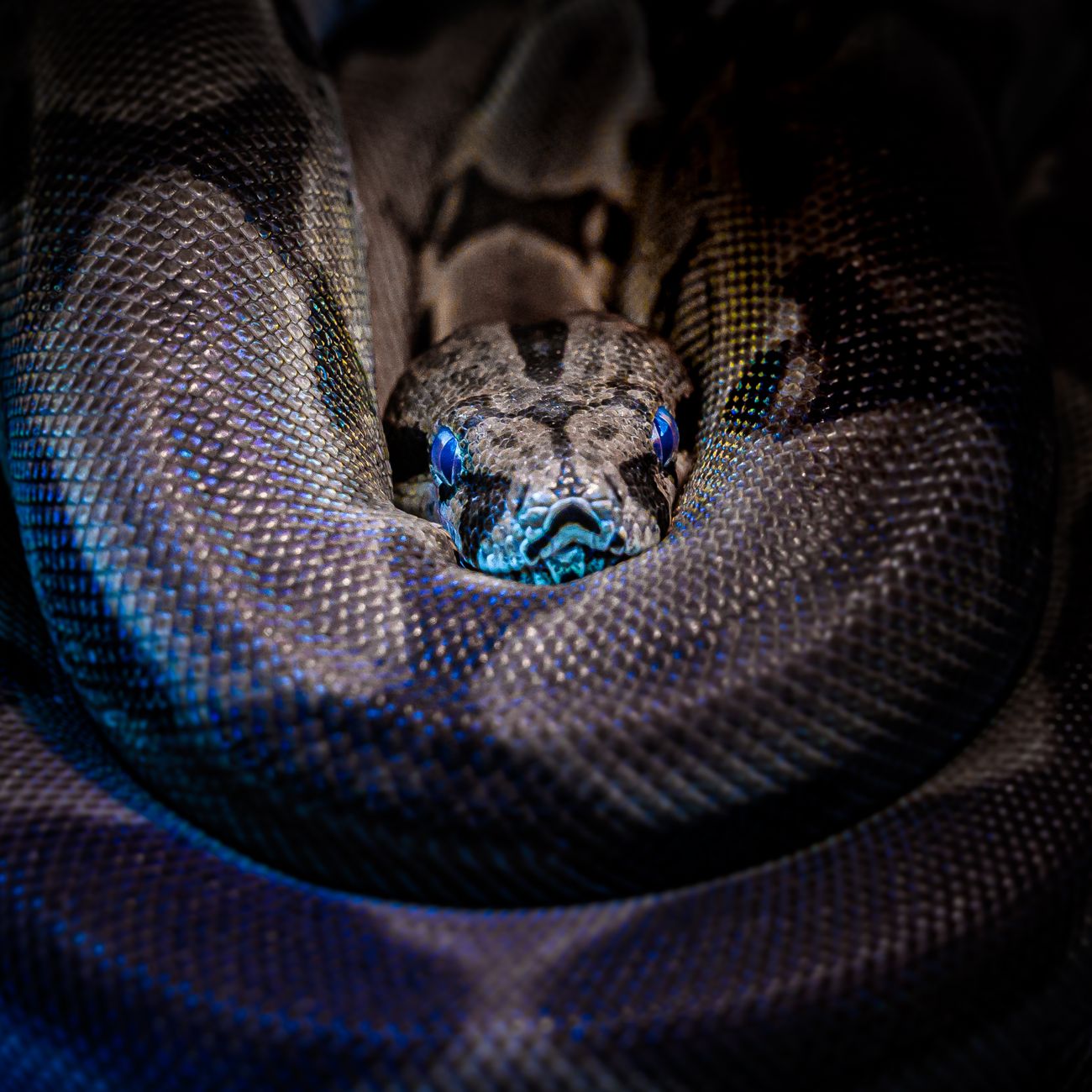 Exotic Pet Handling Practical Skills