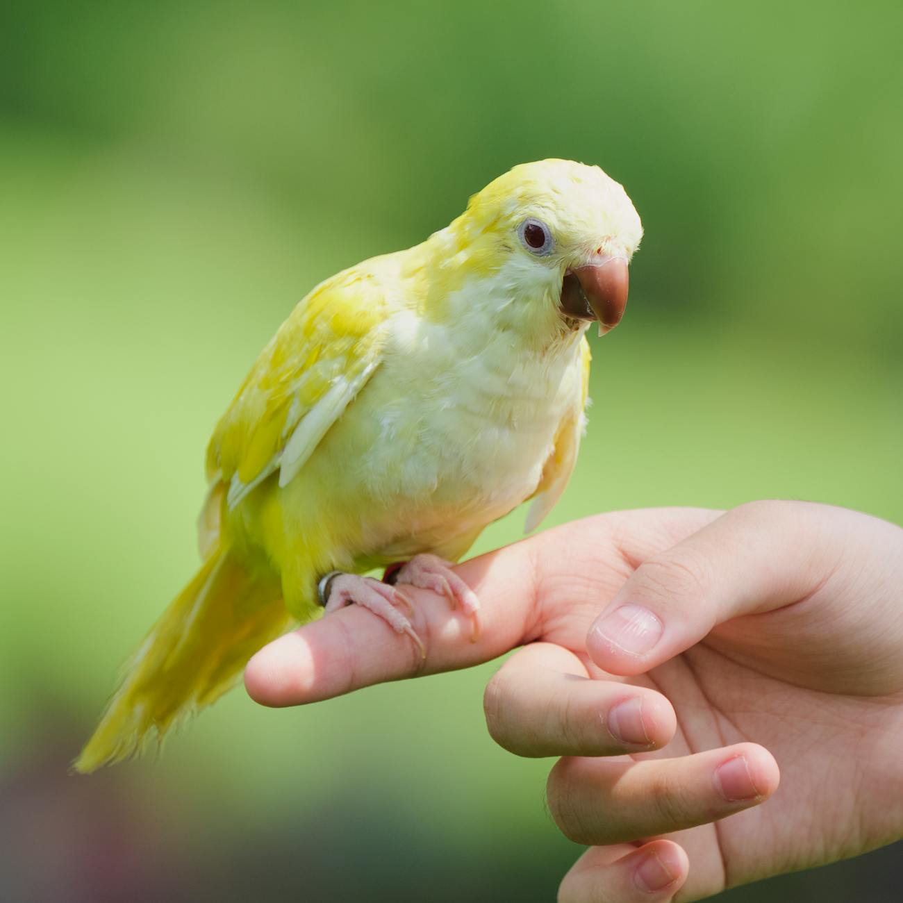 Protein and Amino Acids for Parrots