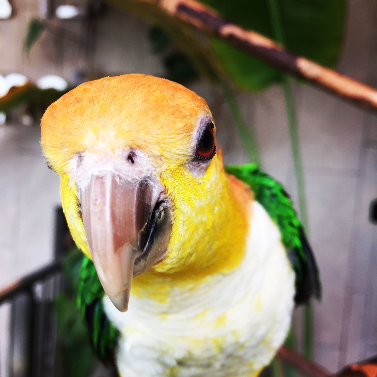 Water and Hydration for Parrots